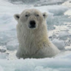 Meet your Posher, Sheila